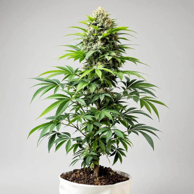Emballage de graines de cannabis Pluto Kush — Royal King Seeds France