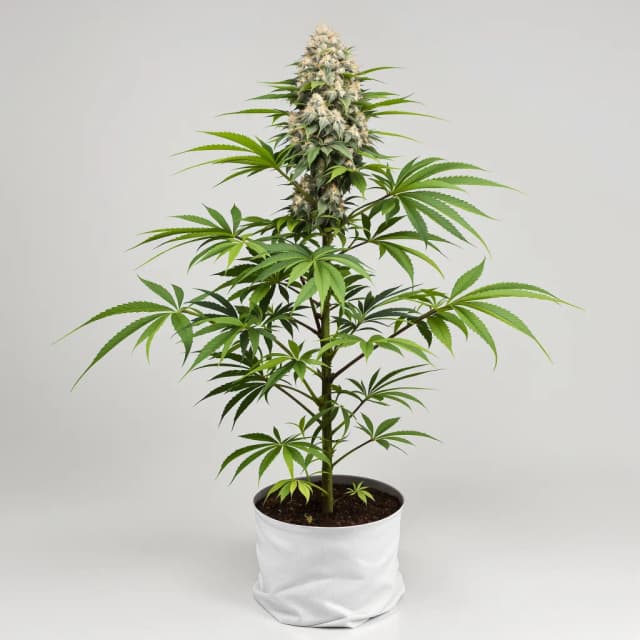 Emballage de graines de cannabis Pluto Kush — Royal King Seeds France