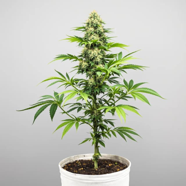 Emballage de graines de cannabis Power Kush — Royal King Seeds France