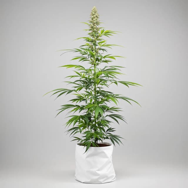 Emballage de graines de cannabis Power Plant — Royal King Seeds France