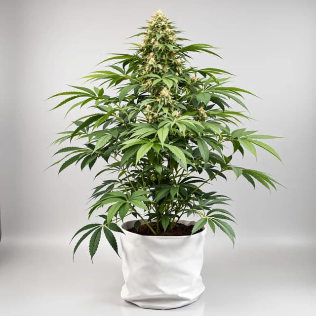 Emballage de graines de cannabis Pre-98 Bubba Kush — Royal King Seeds France