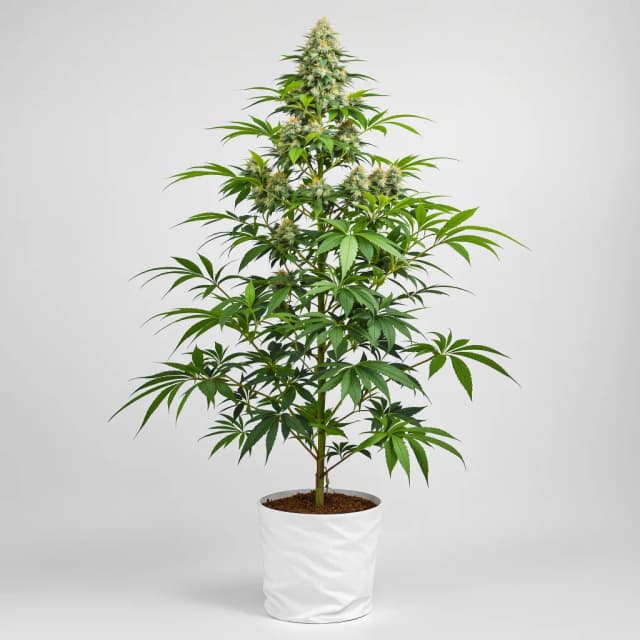 Emballage de graines de cannabis Pure Love — Royal King Seeds France