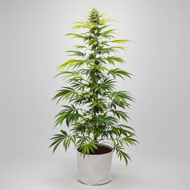 Emballage de graines de cannabis Pure Power Plant — Royal King Seeds France
