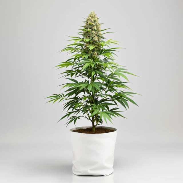 Emballage de graines de cannabis Purple Afghani — Royal King Seeds France