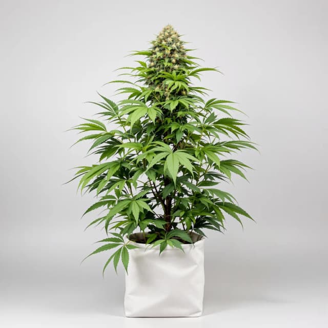 Emballage de graines de cannabis Purple Alien OG — Royal King Seeds France