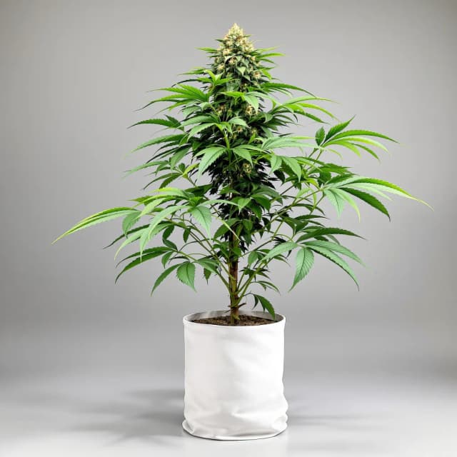 Emballage de graines de cannabis Purple Berry — Royal King Seeds France