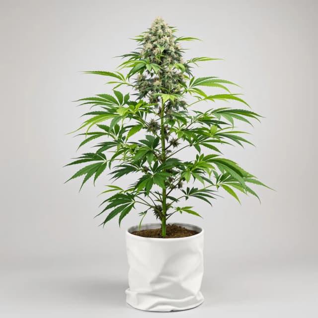 Emballage de graines de cannabis Purple Chemdawg — Royal King Seeds France