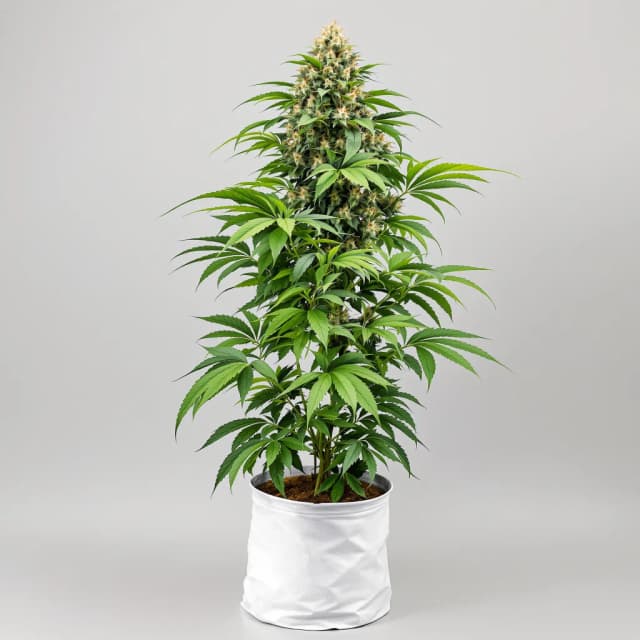 Emballage de graines de cannabis Purple Dragon — Royal King Seeds France