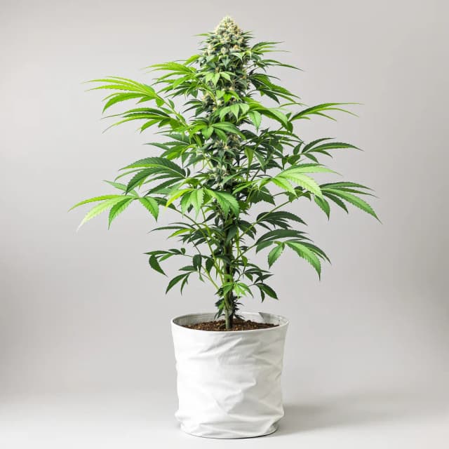 Emballage de graines de cannabis Purple Hindu Kush — Royal King Seeds France