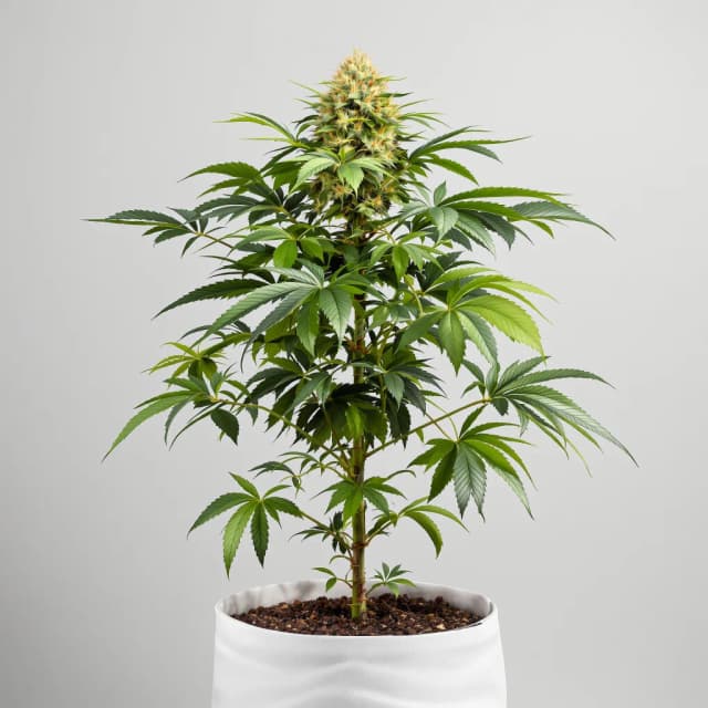 Emballage de graines de cannabis Purple Kush — Royal King Seeds France