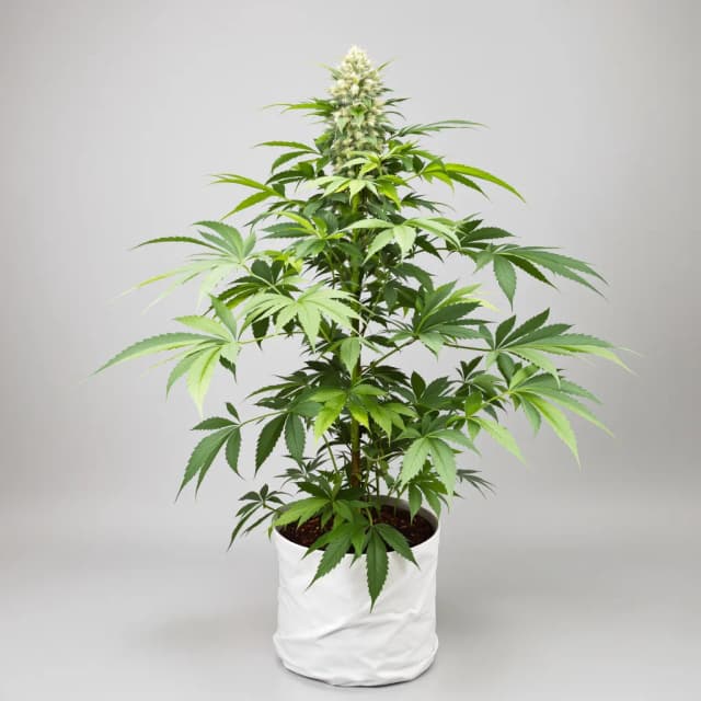 Emballage de graines de cannabis Purple Kush — Royal King Seeds France