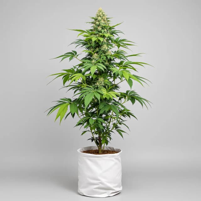 Emballage de graines de cannabis Purple Lemonade — Royal King Seeds France