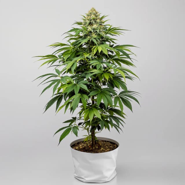 Emballage de graines de cannabis Purple Martian Kush — Royal King Seeds France