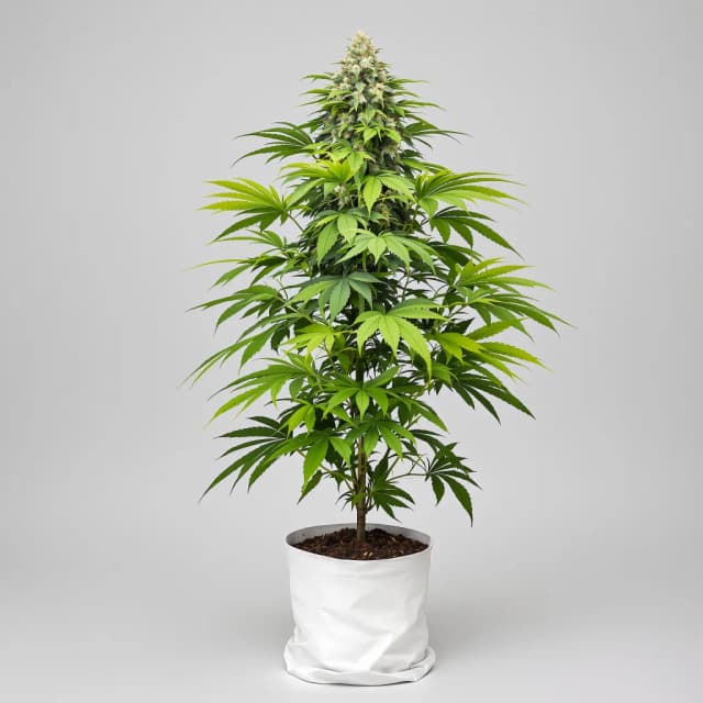 Emballage de graines de cannabis Purple Nepal — Royal King Seeds France