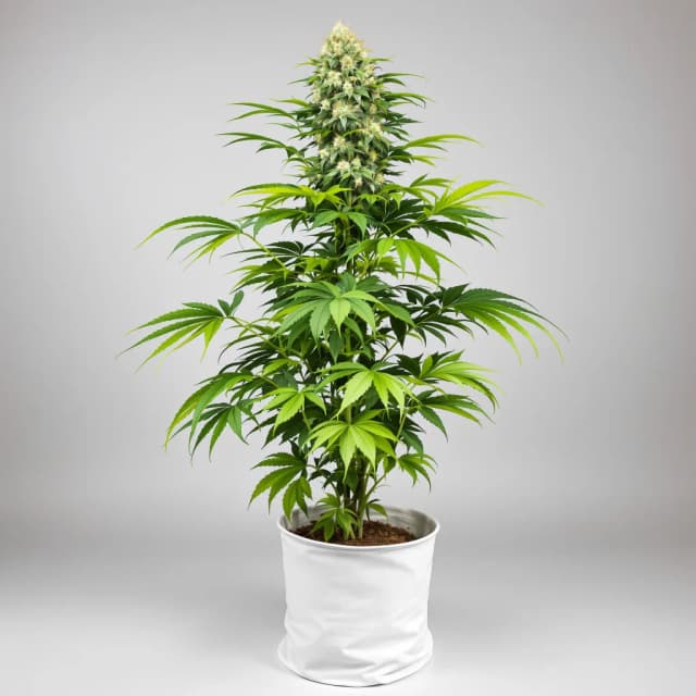 Emballage de graines de cannabis Purple OG Kush — Royal King Seeds France