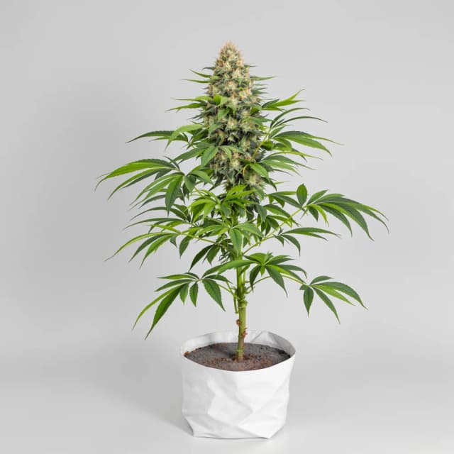 Emballage de graines de cannabis Purple Punch — Royal King Seeds France