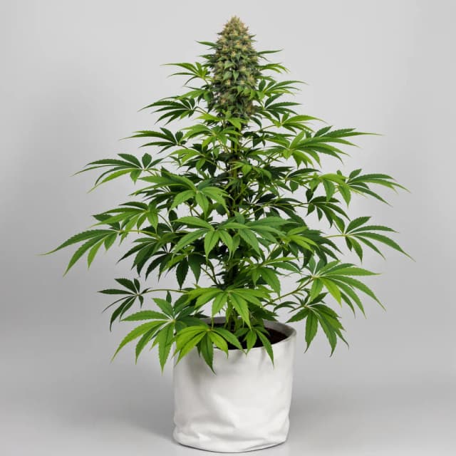 Emballage de graines de cannabis Purple Punch — Royal King Seeds France