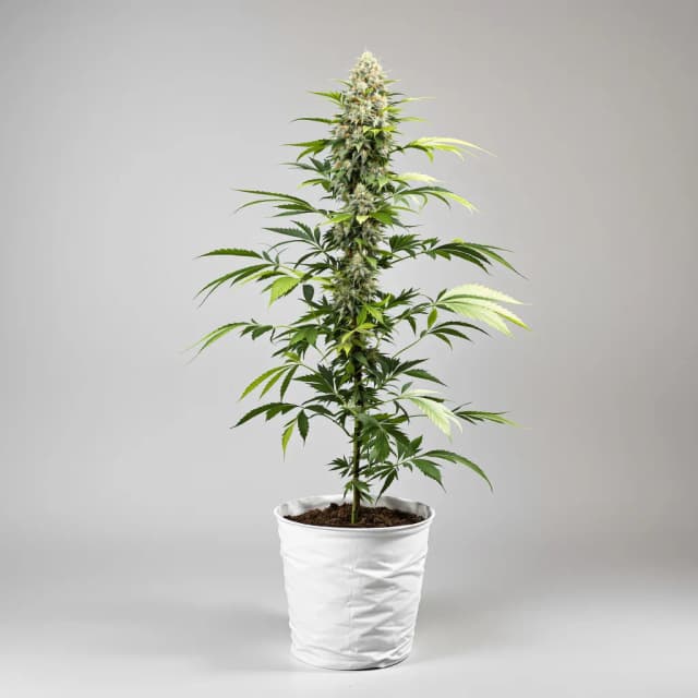 Emballage de graines de cannabis Purple Skunk — Royal King Seeds France