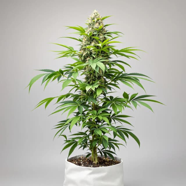 Emballage de graines de cannabis Purple Star — Royal King Seeds France