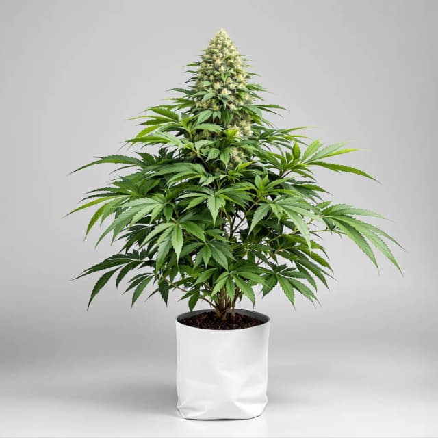 Emballage de graines de cannabis Purple Star — Royal King Seeds France