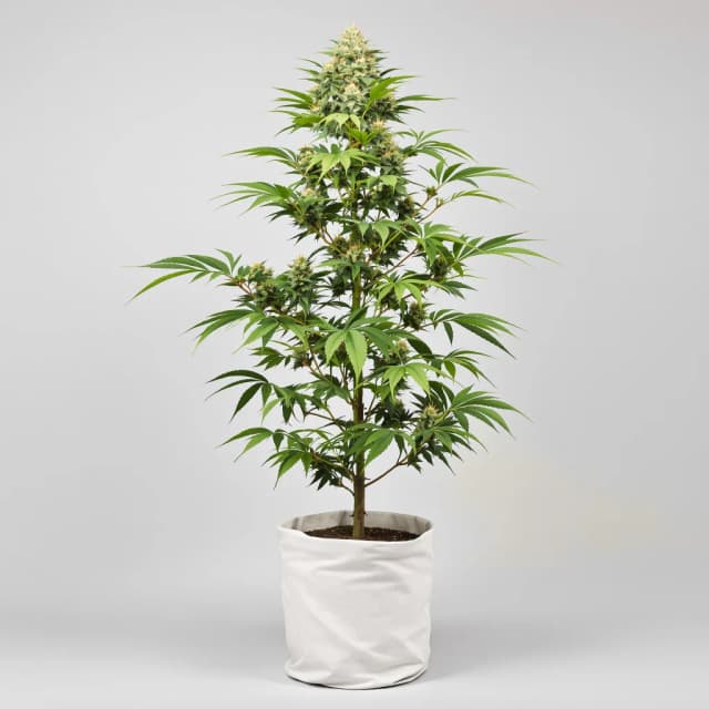 Emballage de graines de cannabis Purple Trainwreck — Royal King Seeds France