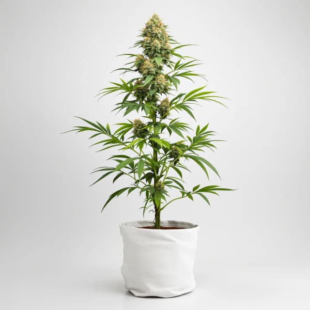 Emballage de graines de cannabis Purple Voodoo — Royal King Seeds France