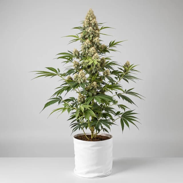 Emballage de graines de cannabis Purple Voodoo — Royal King Seeds France