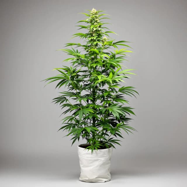 Emballage de graines de cannabis Purple Wreck — Royal King Seeds France