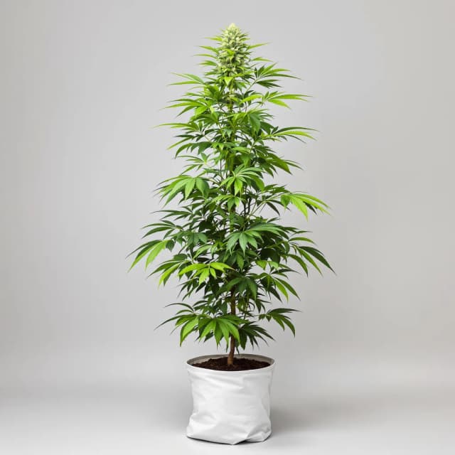 Emballage de graines de cannabis Quantum Kush — Royal King Seeds France
