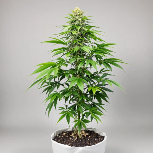 Emballage de graines de cannabis Querkle — Royal King Seeds France