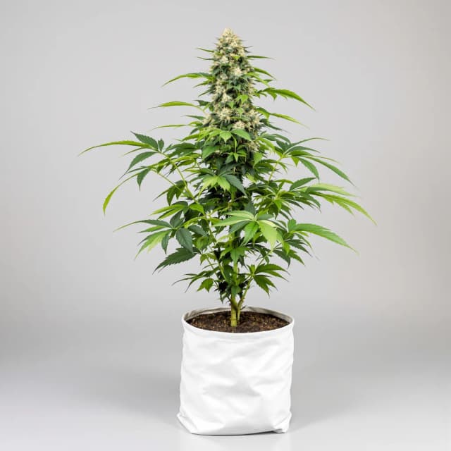 Emballage de graines de cannabis Queso — Royal King Seeds France
