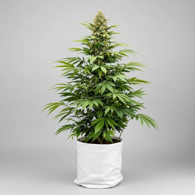 Emballage de graines de cannabis Quin-N-Tonic — Royal King Seeds France