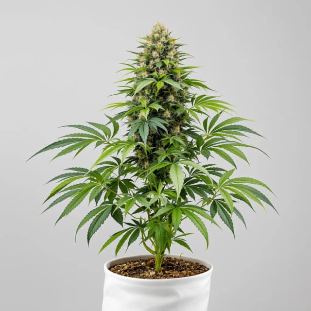 Emballage de graines de cannabis Rainbow Glue — Royal King Seeds France