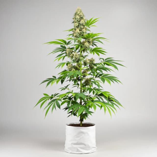 Emballage de graines de cannabis Rainbow Kush — Royal King Seeds France