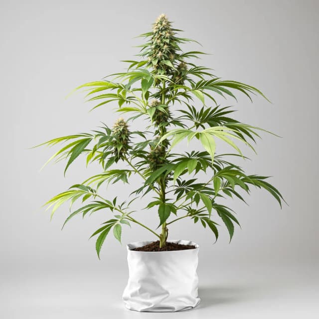 Emballage de graines de cannabis Raskal OG — Royal King Seeds France