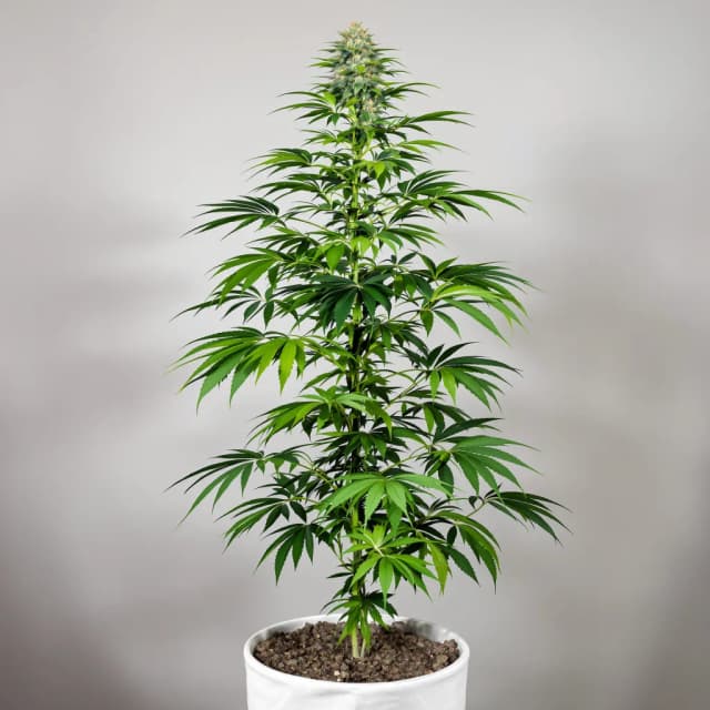 Emballage de graines de cannabis Raspberry Cough Kush — Royal King Seeds France