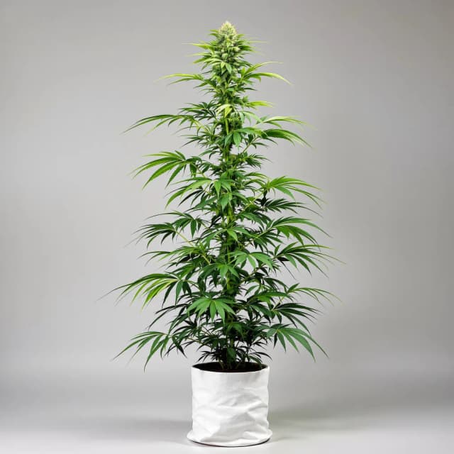 Emballage de graines de cannabis Red Headed Stranger — Royal King Seeds France