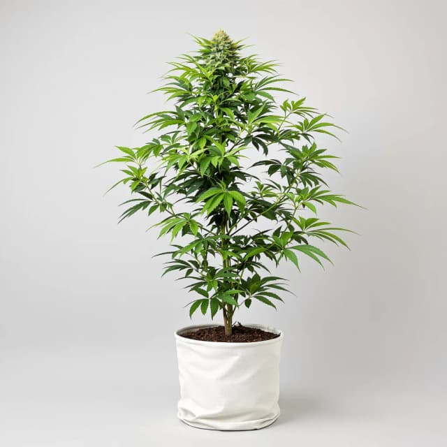 Emballage de graines de cannabis Red Widow — Royal King Seeds France