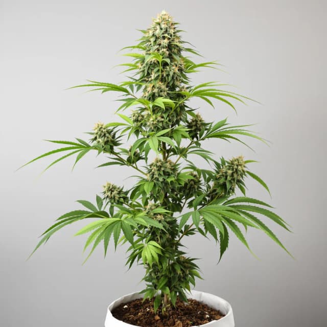 Emballage de graines de cannabis Reign Man — Royal King Seeds France