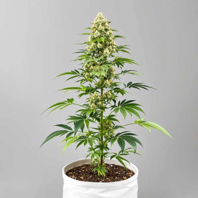 Emballage de graines de cannabis Remedy CBD — Royal King Seeds France