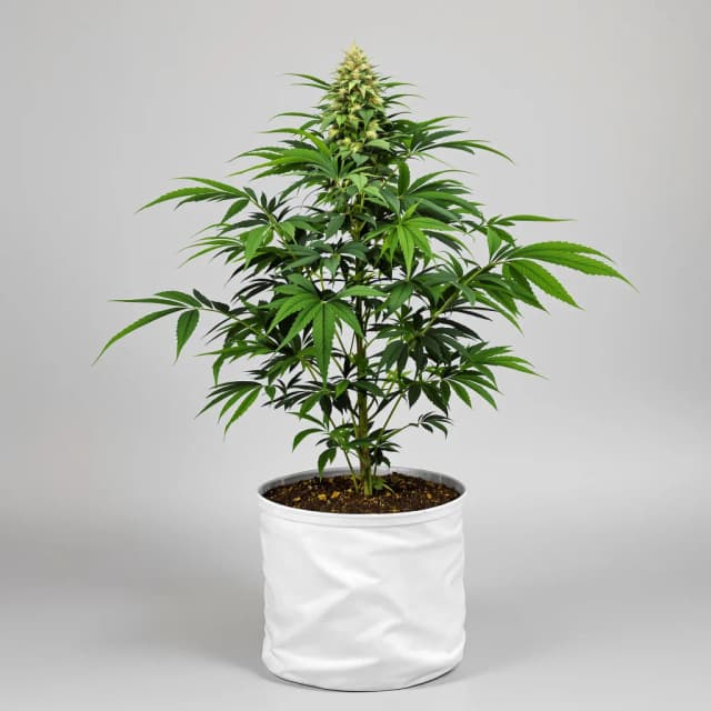 Emballage de graines de cannabis Reserve L.A.K. Federal — Royal King Seeds France