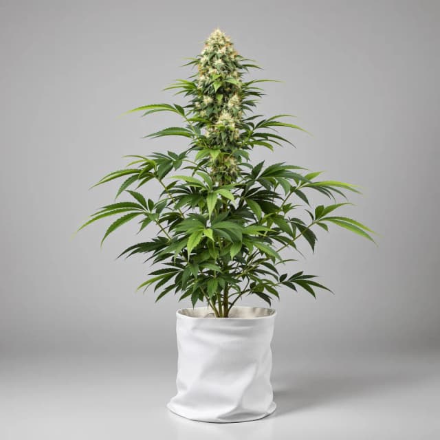 Emballage de graines de cannabis Rob Ford Kush — Royal King Seeds France