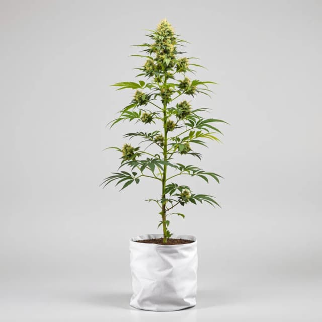 Emballage de graines de cannabis Royal Gorilla — Royal King Seeds France