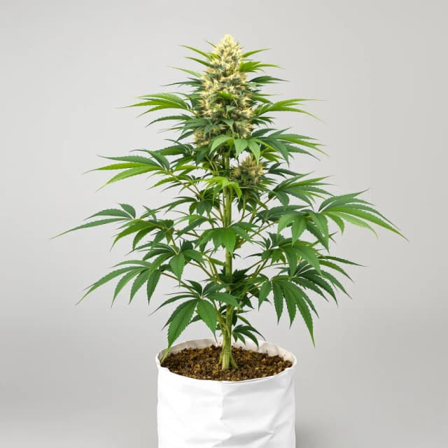 Emballage de graines de cannabis Royal Kush — Royal King Seeds France