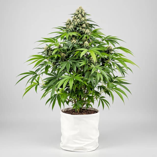 Emballage de graines de cannabis RS11 — Royal King Seeds France