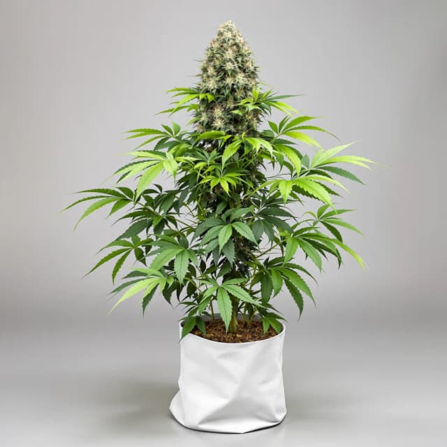 Emballage de graines de cannabis Runtz Muffin — Royal King Seeds France