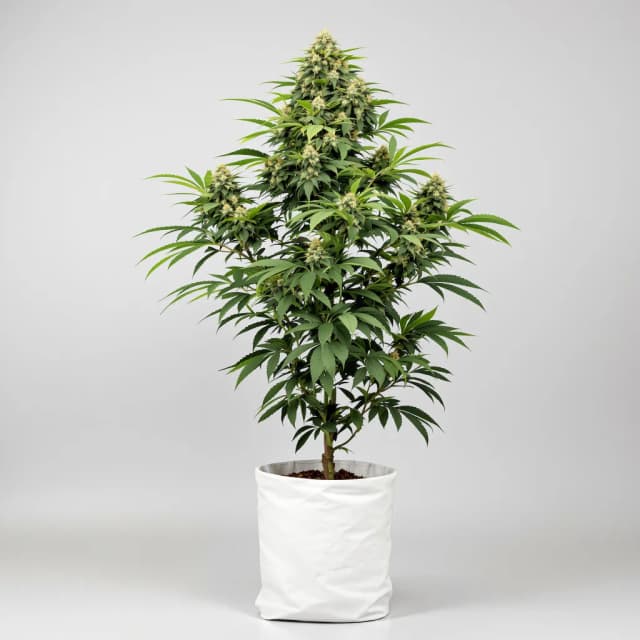 Emballage de graines de cannabis SAGE — Royal King Seeds France