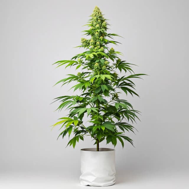 Emballage de graines de cannabis Sasquatch — Royal King Seeds France