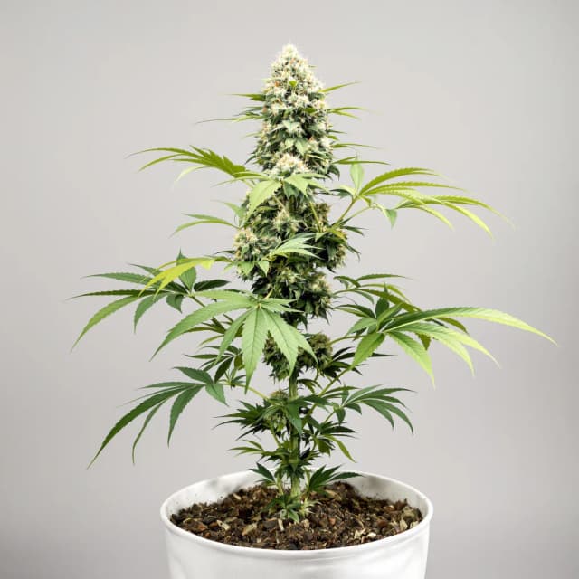 Emballage de graines de cannabis Satellite OG — Royal King Seeds France