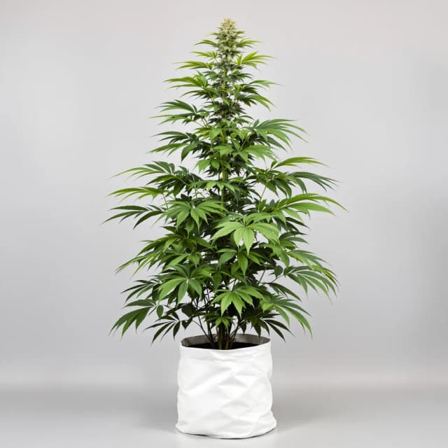 Emballage de graines de cannabis Schrom — Royal King Seeds France